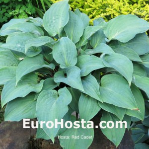 Hosta Red Cadet Eurohosta