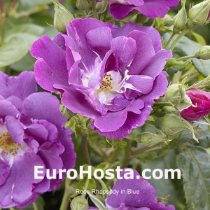 Ruža Rhapsody In Blue - Eurohosta