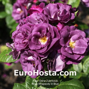 Ruža Rhapsody In Blue - Eurohosta