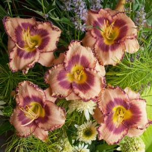 Hemerocallis Royal Braid - Eurohosta