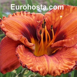 Hemerocallis San Luis Halloween