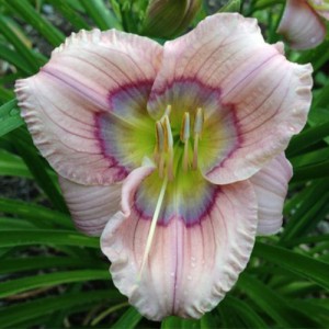 Hemerocallis Siloam David Kirchhoff