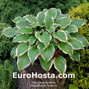 Hosta Secret Treasure