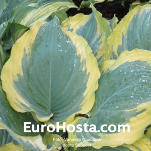 Hosta Seducer - Eurohosta