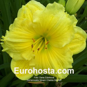 Hemerocallis Siloam Charles Stinnett - Eurohosta