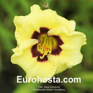 Hemerocallis Doodlebug