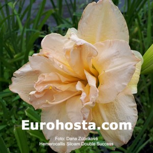 Hemerocallis Siloam Double Success