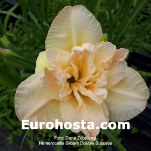 Hemerocallis Siloam Double Success