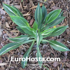 Hosta Sparkler - Eurohosta