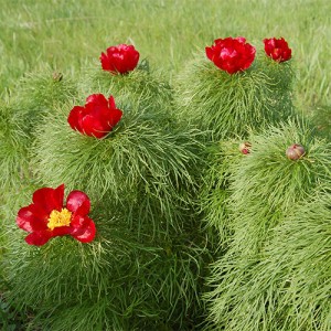 Paeonia tenuifolia 