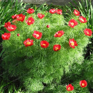 Paeonia tenuifolia 