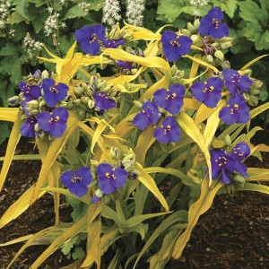 Tradescantia Sweet Kate 