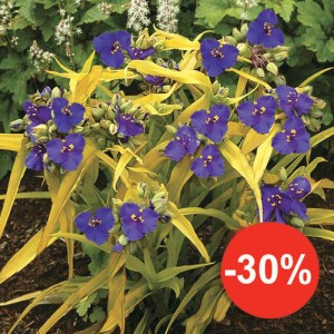 Tradescantia Sweet Kate 