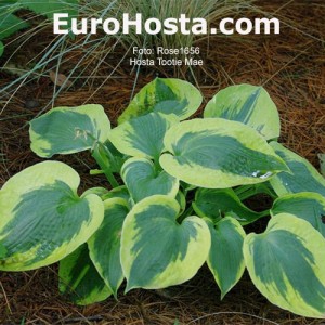 Hosta Tootie Mae