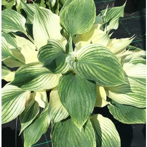hosta Silver Feather 