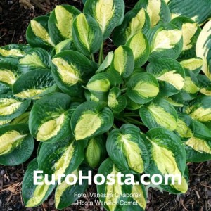 Hosta Warwick Comet - Eurohosta