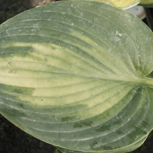 Hosta Olympic Sunrise