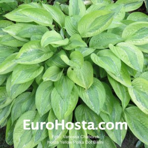 Hosta Yellow Polka Dot Bikiny - Eurohosta