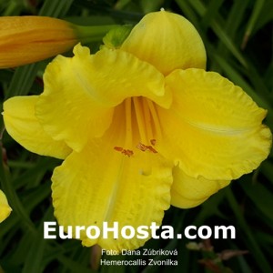 Hemerocallis Zvonilka