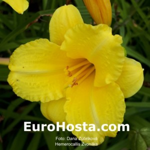 Hemerocallis Zvonilka