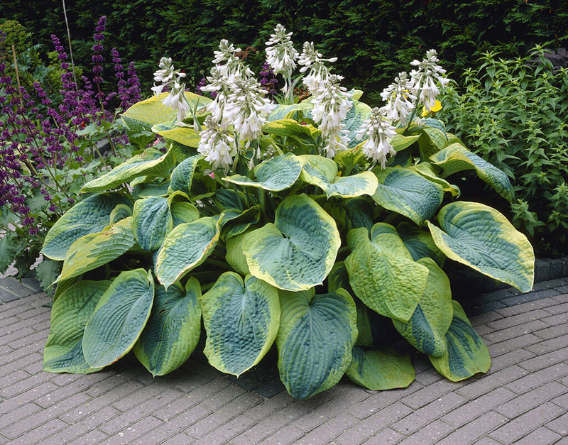 hosta - eurohosta