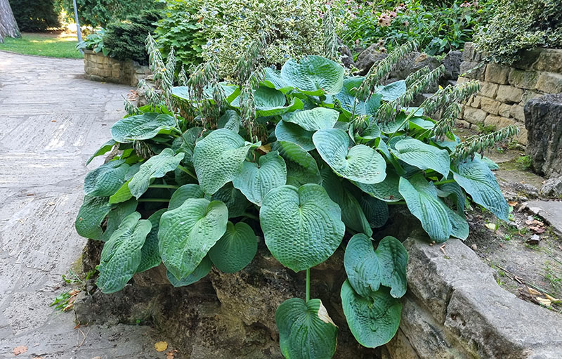 hosta - eurohosta