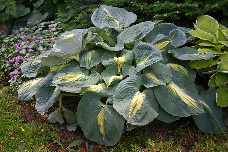 hosta - eurohosta