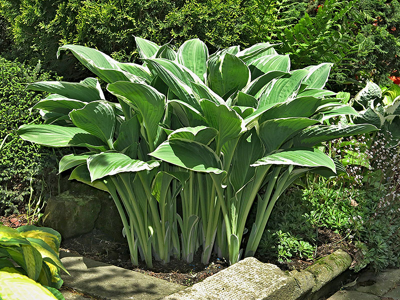 hosta - eurohosta