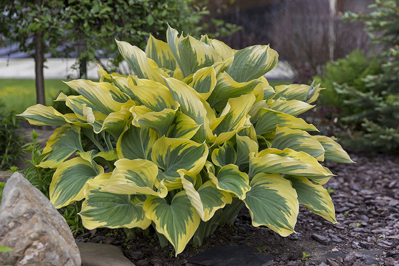 hosta - eurohosta