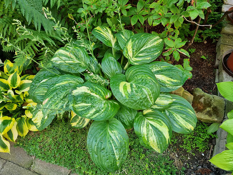 hosta - eurohosta