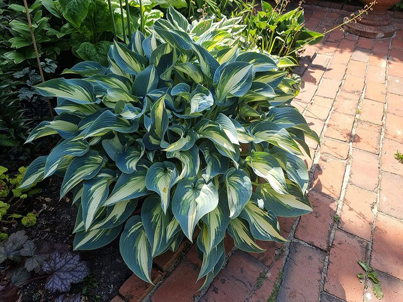 hosta - eurohosta
