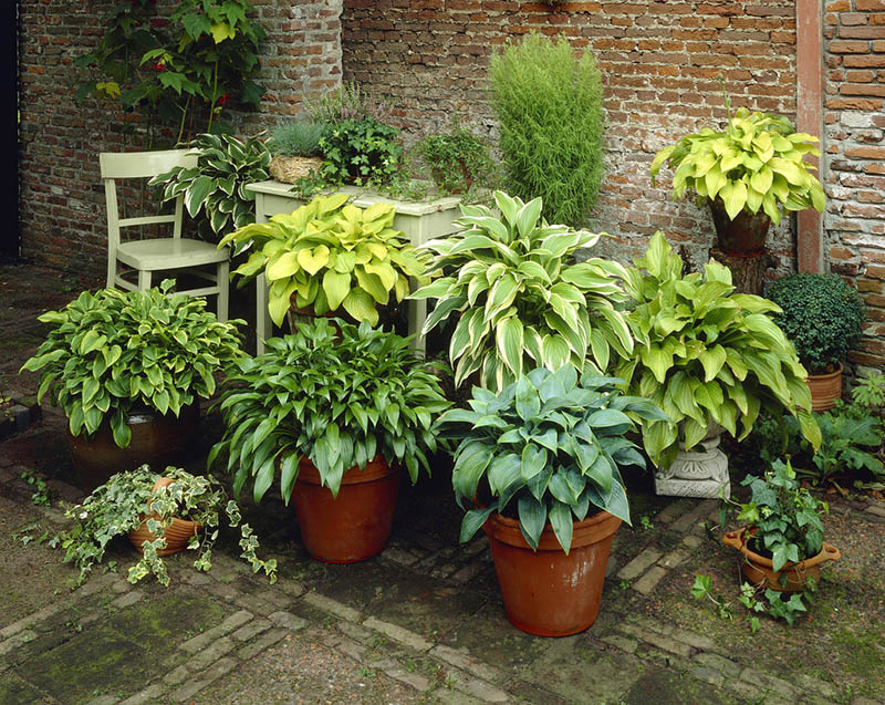 hosta v kvetinaci 1