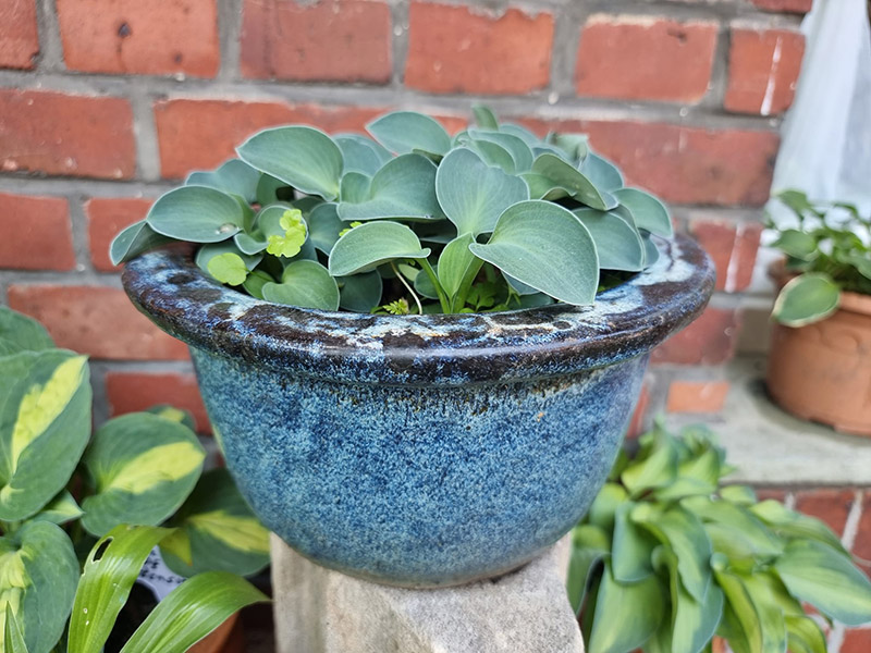 hosta blue mouse ears in the pot