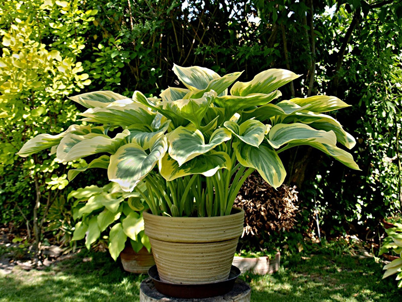 Hosta Clifford&rsquo;s Forest Fire