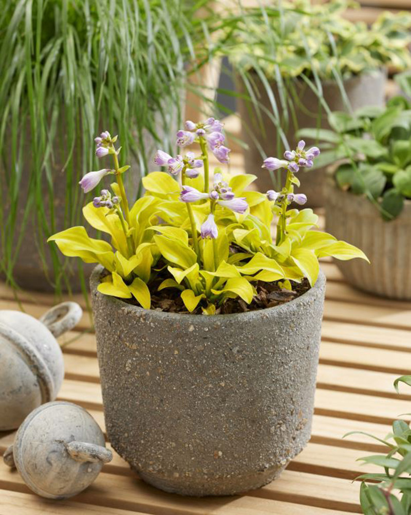 hosta sun mouse