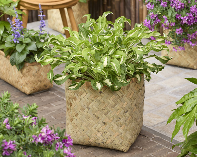 hosta twisted