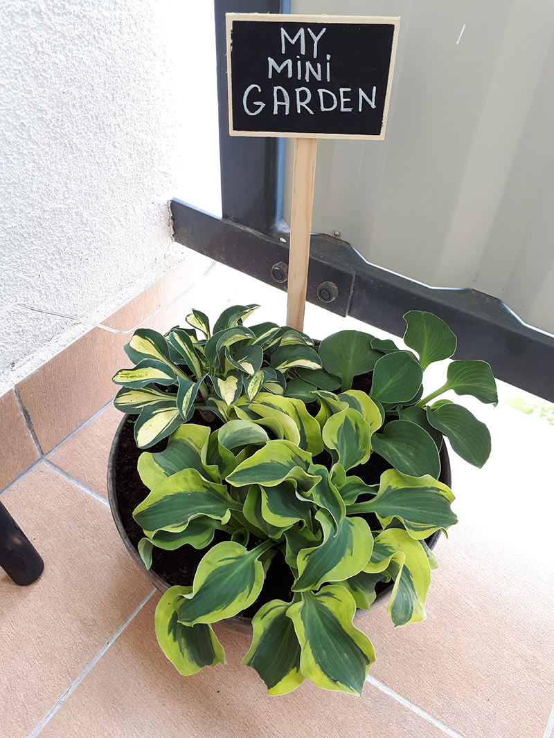 hosta bonsai