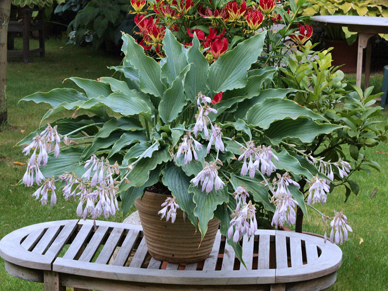 Hosta Neptune pr&aacute;vě kvete.
