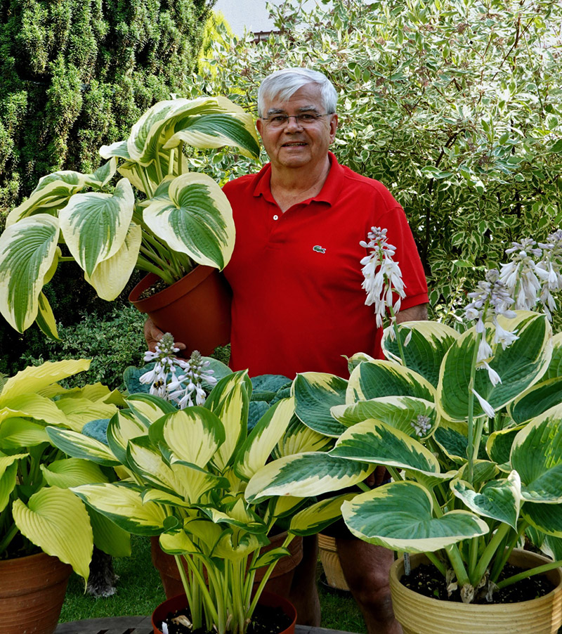 hosta bamboo island