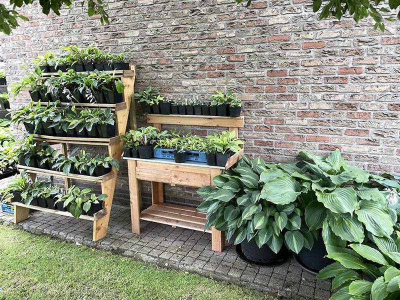 hosta na zahradě