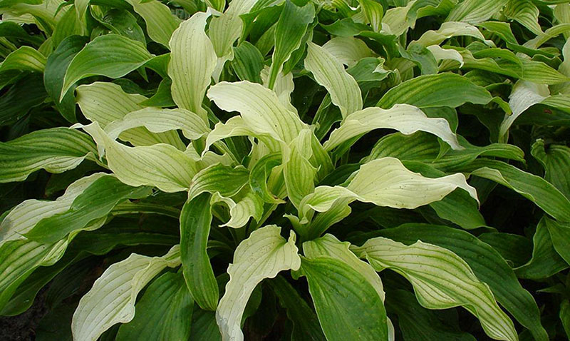 hosta white feather
