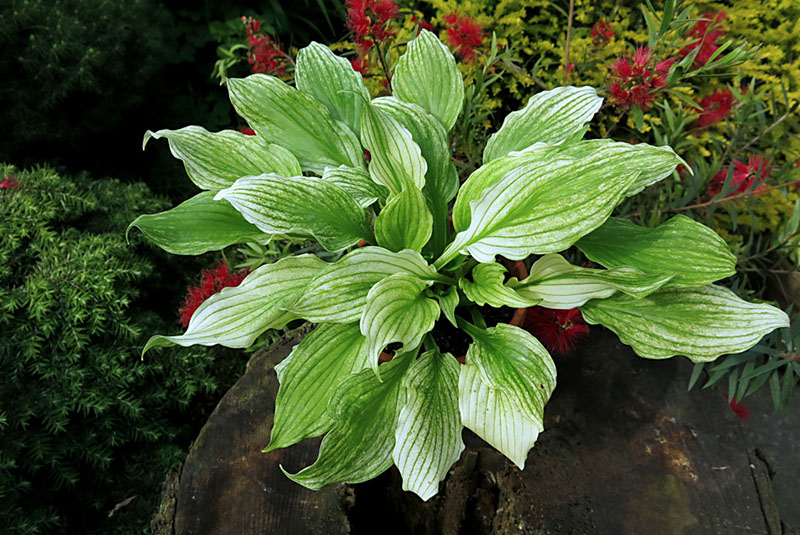 hosta white feather