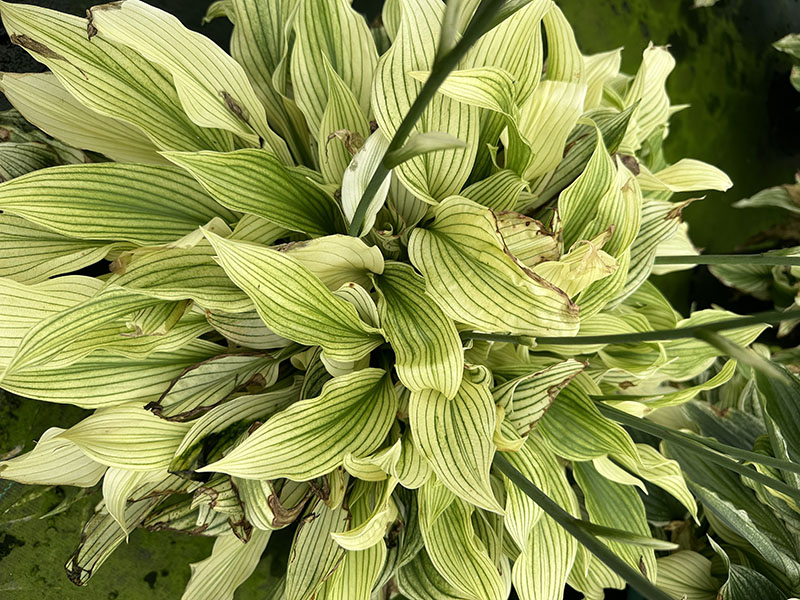 hosta zebra stripes