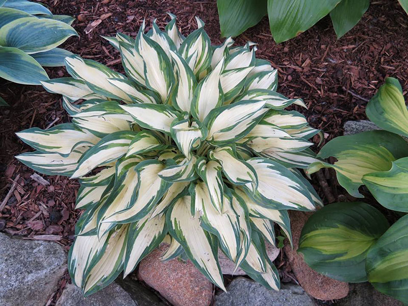 hosta