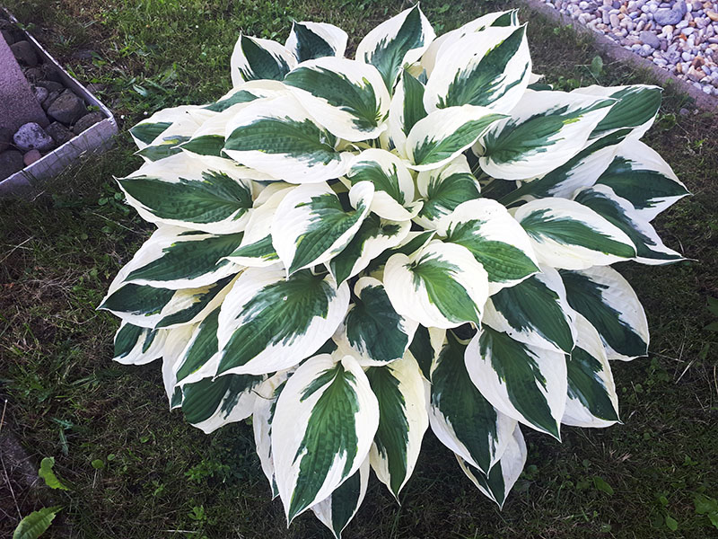 hosta