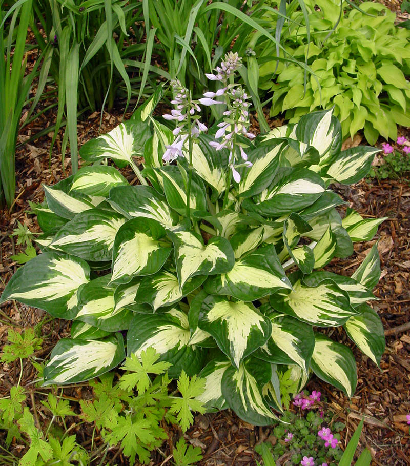 hosta