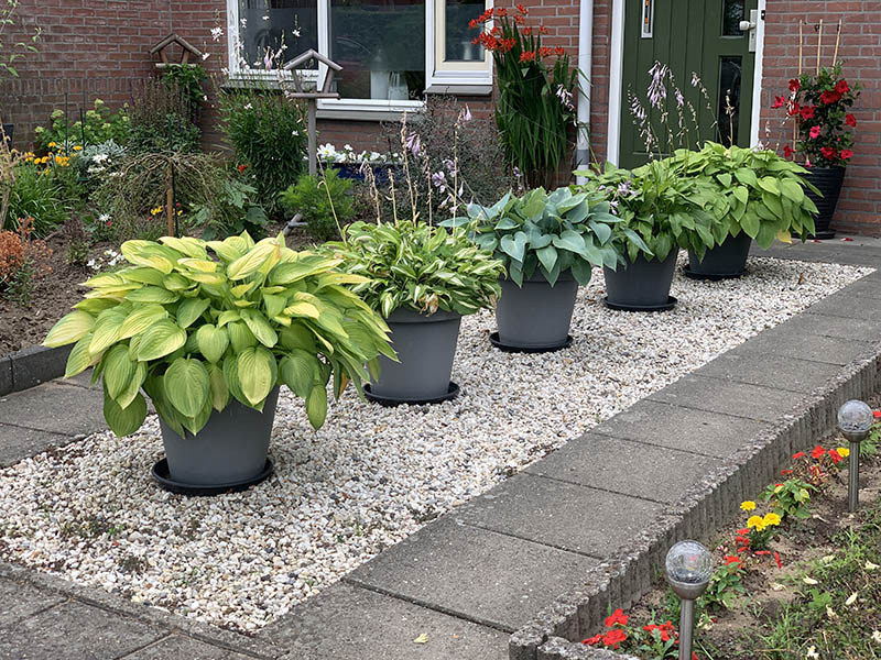 hosta in pot