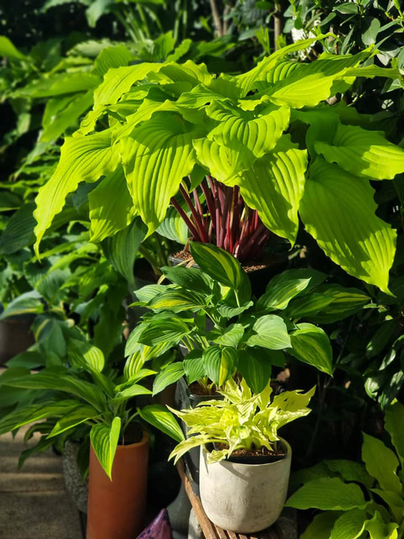 hosta v květin&aacute;či