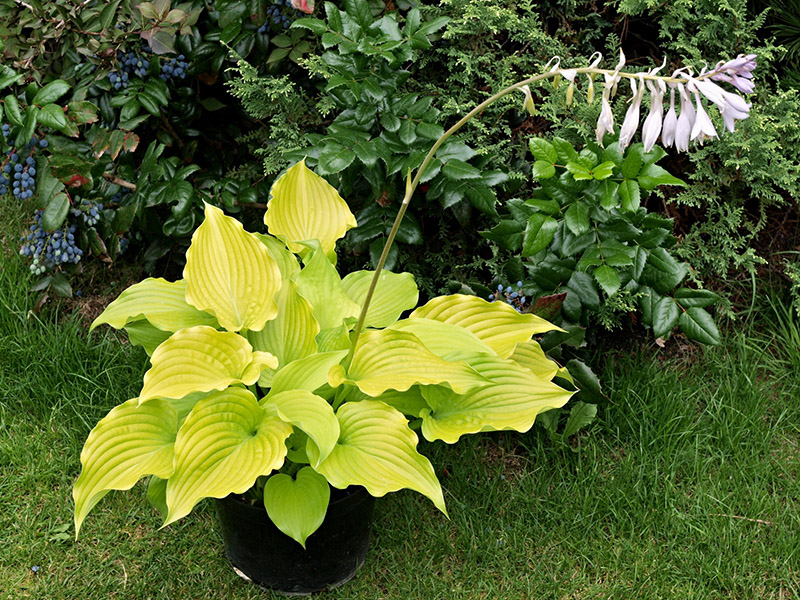 hosta pot