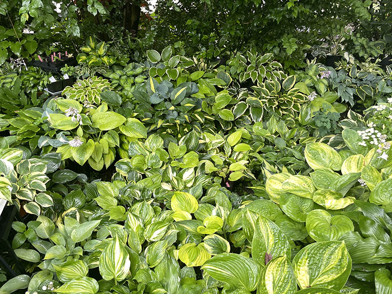 hosta - zahrada